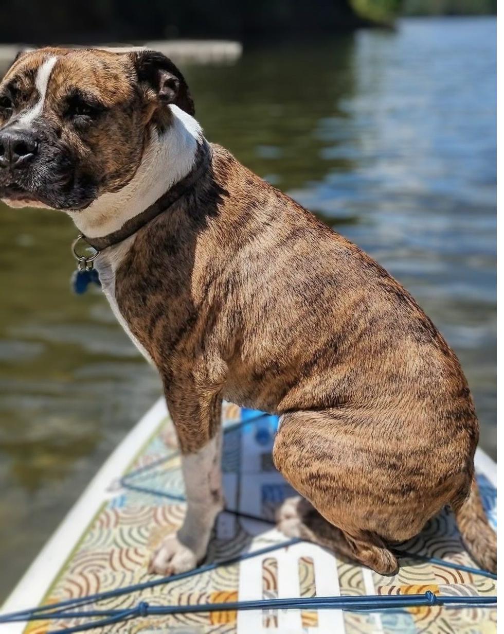 A happy dog riding along on a paddleboard on a calm Berkshire lake